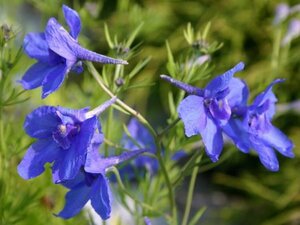 Delphinium grandiflorum 'Blauer Zwerg' P9 - afbeelding 6