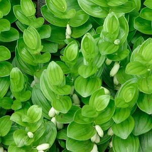 Polygonatum humile P9