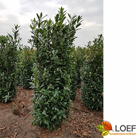 Prunus laurocerasus 'Caucasica' 12-14 C. HO. - afbeelding 3
