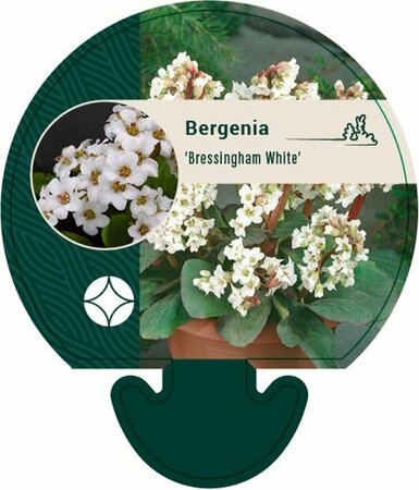 Bergenia 'Bressingham White' C2 - afbeelding 1