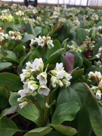 Bergenia 'Bressingham White' C2 - afbeelding 2