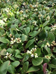 Bergenia 'Bressingham White' C2 - afbeelding 3