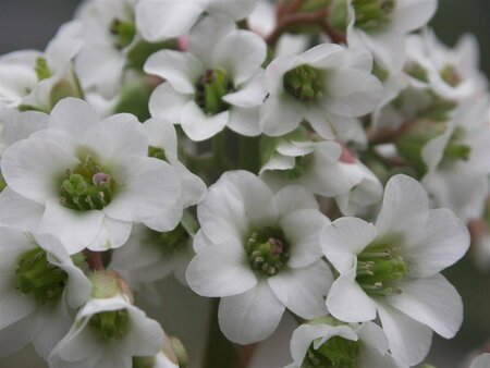 Bergenia 'Bressingham White' C2 - afbeelding 5