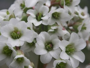 Bergenia 'Bressingham White' C2 - afbeelding 5