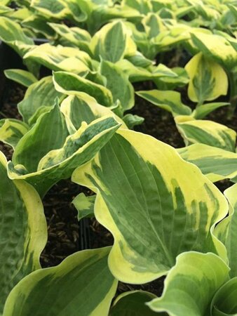 Hosta 'Wide Brim' P9 - afbeelding 1