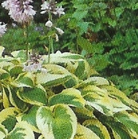 Hosta 'Wide Brim' P9 - afbeelding 4