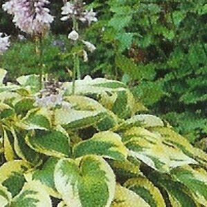 Hosta 'Wide Brim' P9 - afbeelding 4