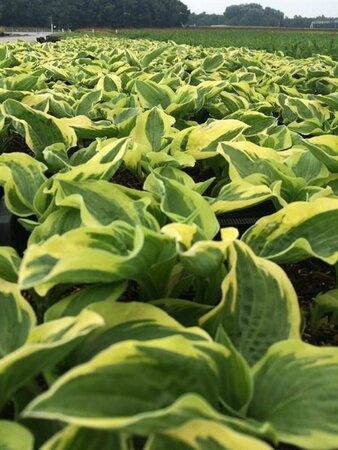 Hosta 'Wide Brim' P9 - afbeelding 2