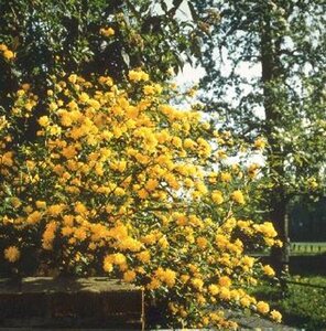 Kerria japonica 'Pleniflora' 30/40 C.