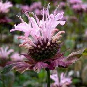 Monarda 'Ou' Charm' P9