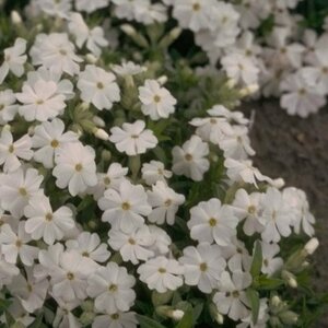 Phlox douglasii 'White Admiral' P9
