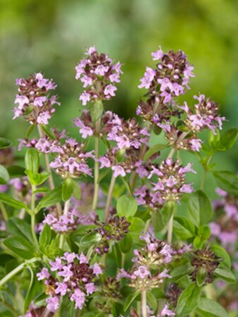 Thymus serpyllum C2 - afbeelding 3