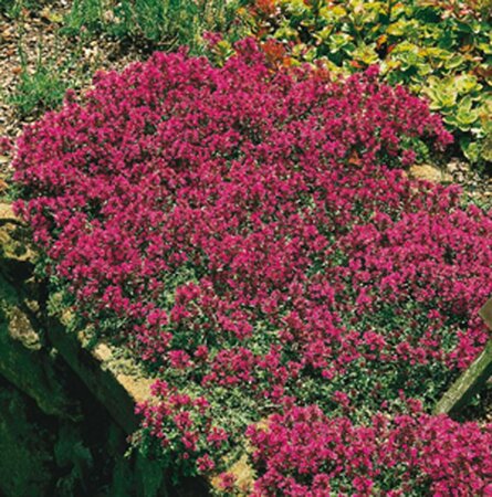 Thymus serpyllum C2 - afbeelding 4