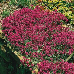 Thymus serpyllum C2 - afbeelding 4
