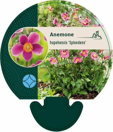 Anemone hupehensis 'Splendens' C2 - afbeelding 5