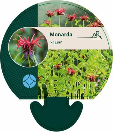 Monarda 'Squaw' P9