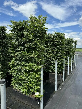 Fagus sylvatica 20-25 C. - afbeelding 15