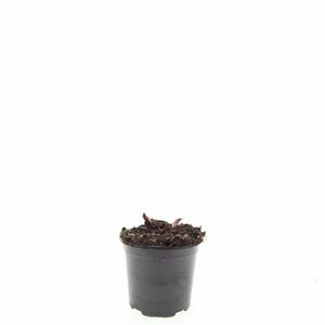 Paeonia lactiflora 'Sarah Bernhardt' C7.5 - afbeelding 6