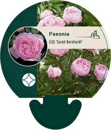 Paeonia lactiflora 'Sarah Bernhardt' C7.5 - afbeelding 4