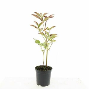 Paeonia lactiflora 'Sarah Bernhardt' C7.5 - afbeelding 5