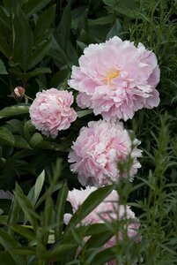 Paeonia lactiflora 'Sarah Bernhardt' C7.5 - afbeelding 5