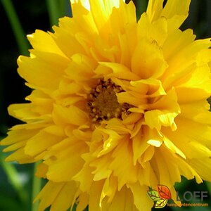 Coreopsis gr. 'Early Sunrise' C1