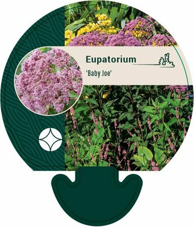 Eupatorium dubium 'Baby Joe' P9 - afbeelding 3