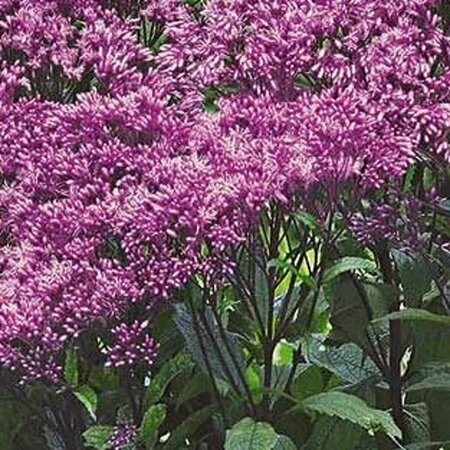 Eupatorium dubium 'Baby Joe' P9 - afbeelding 1
