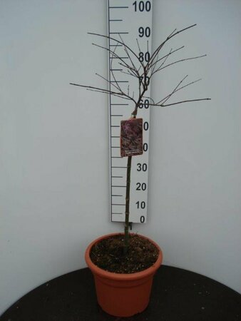 Acer palmatum 'Inaba-shidare' ST. 120 C.