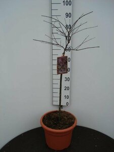 Acer palmatum 'Inaba-shidare' ST. 120 C.