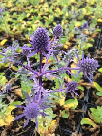 Eryngium planum 'Blue Hobbit' C1 - afbeelding 2