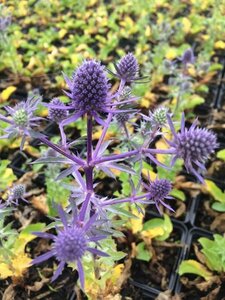Eryngium planum 'Blue Hobbit' C1 - afbeelding 2
