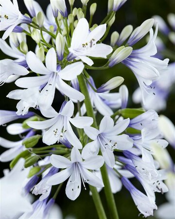 Agapanthus 'Twister' P9 - afbeelding 2
