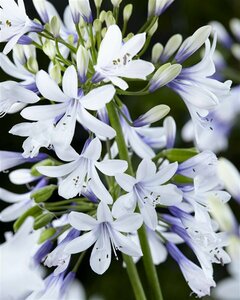 Agapanthus 'Twister' P9 - afbeelding 2