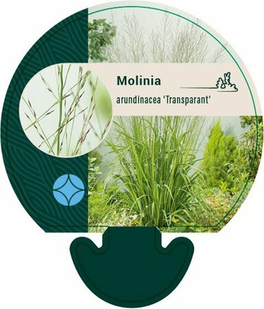 Molinia arundinacea 'Transparent' C2 - afbeelding 2