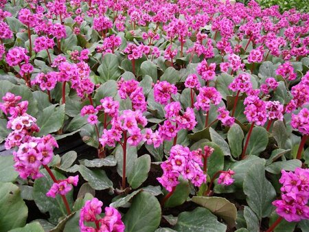 Bergenia 'Morgenröte' P9 - afbeelding 1