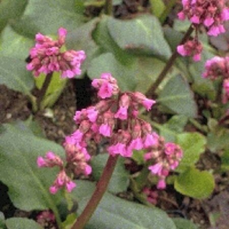 Bergenia 'Morgenröte' P9 - afbeelding 2