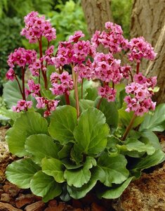 Bergenia 'Morgenröte' P9 - afbeelding 3