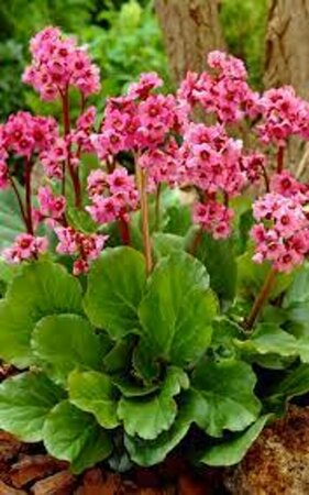Bergenia 'Morgenröte' P9 - afbeelding 4