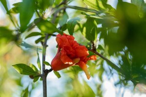 Punica granatum 150/175 C. Solitair - afbeelding 3