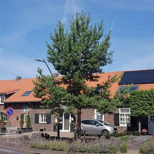 Pinus sylvestris 100/125 KL.