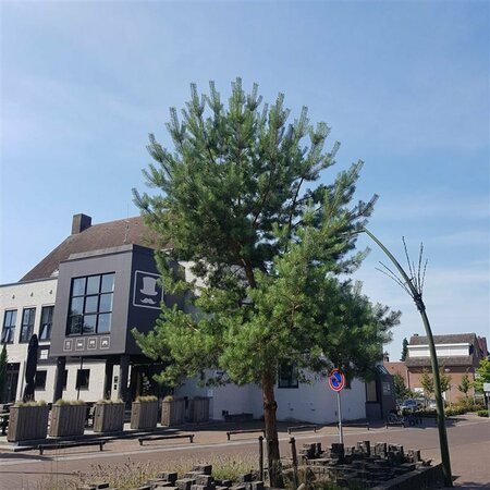 Pinus sylvestris 100/125 KL. - afbeelding 5