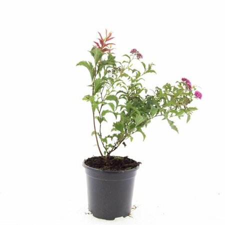 Spiraea japonica 'Crispa' C1.5 - afbeelding 3