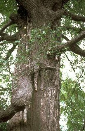 Ginkgo biloba 8-10 C.  - afbeelding 1