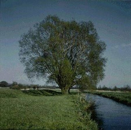 Salix alba 10-12 C.  - afbeelding 1