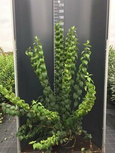 Philadelphus 'Virginal' 100/125 C. - afbeelding 2