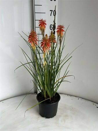 Kniphofia 'Papaya Popsicle' P9 - afbeelding 1