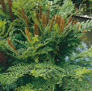 Osmunda regalis P9 - afbeelding 3