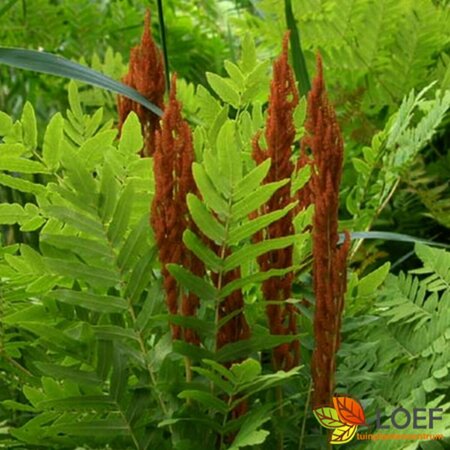 Osmunda regalis P9 - afbeelding 1