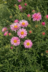Aster n.-a. 'Harrington's Pink' P9 - afbeelding 3